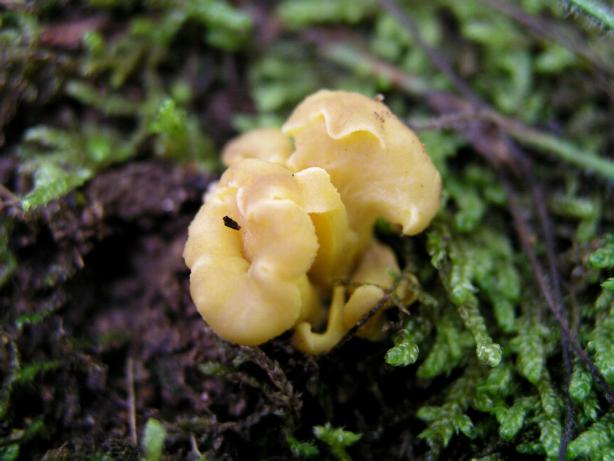 Pseudocraterellus konradii???